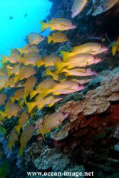 Blue Striped grunts in Maui Hawaii by Kevin Robert Panizza 